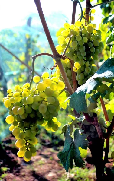 Evocadora Imagen Uvas Blancas Atardecer Viñedo — Foto de Stock