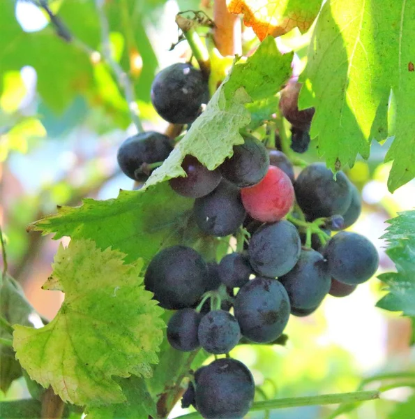 Evocadora Imagen Uvas Rojas Atardecer Viñedo — Foto de Stock