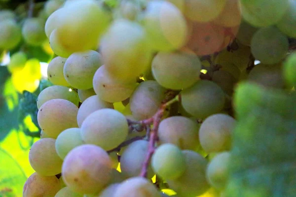 Evocadora Imagen Uvas Blancas Atardecer Viñedo — Foto de Stock