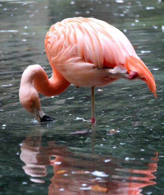 bir bahçede pembe flamingoların uyandırıcı görüntü