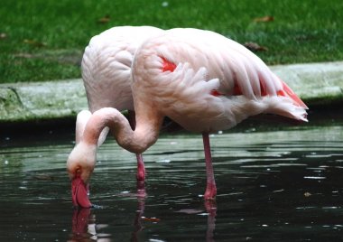 bir bahçede pembe flamingoların uyandırıcı görüntü