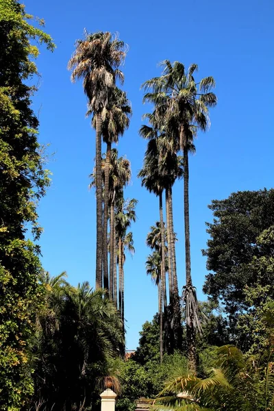 Evocative Image Foliage Palm Trees Blue Sky — Stock Photo, Image