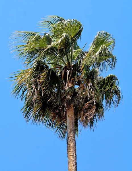 Suggestieve Afbeelding Van Bladeren Van Palmbomen Met Blauwe Lucht — Stockfoto