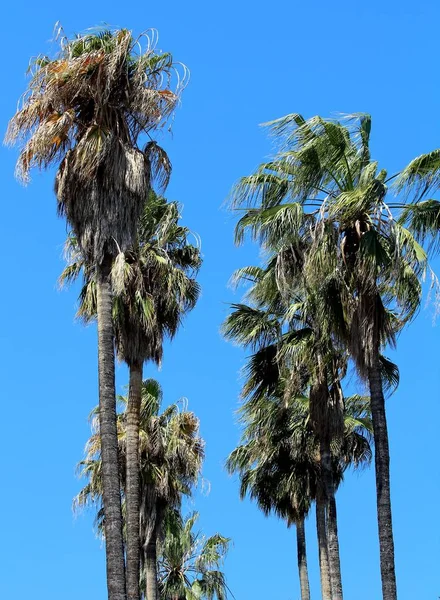 Suggestiv Bild Lövträd Palmer Med Blå Himmel — Stockfoto