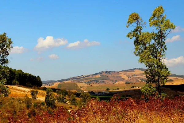 Suggestiv Bild Odlade Fält Den Torra Sicilianska Landsbygden Med Träd — Stockfoto