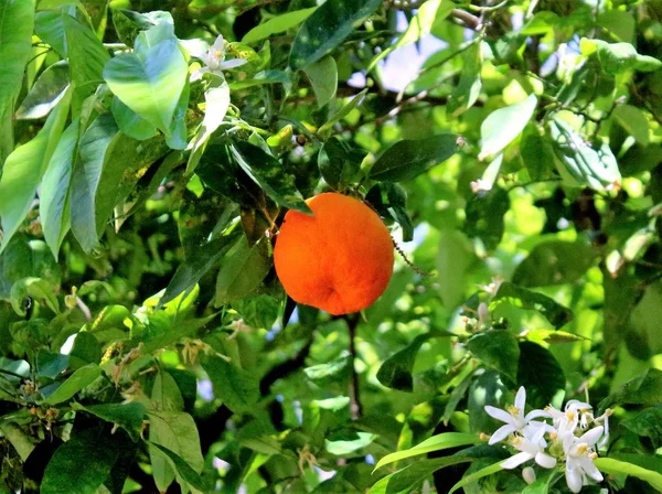 2017 Orto Botanico Palermitano Suggestiva Immagine Madarino Sull Albero Con — Foto Stock