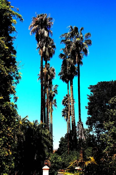 2017 Palermo Botanical Garden Evocative Image Foliage Palm Trees Blue — Stock Photo, Image