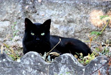 Çimenlerde pusuda bekleyen büyük, hareketsiz bir kara kedinin canlandırıcı görüntüsü.