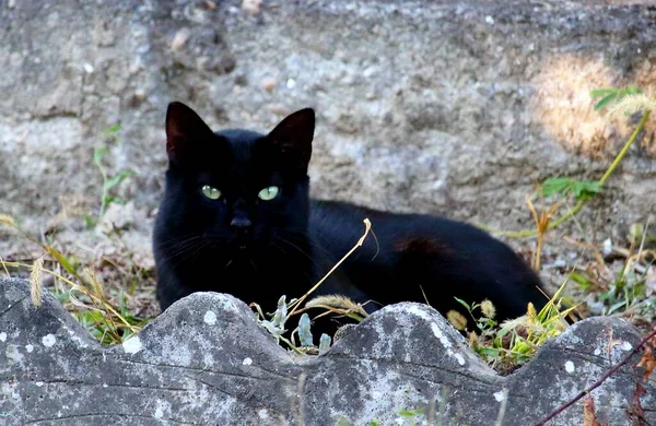 Evocadora Imagen Gran Gato Negro Inmóvil Acechando Hierba —  Fotos de Stock