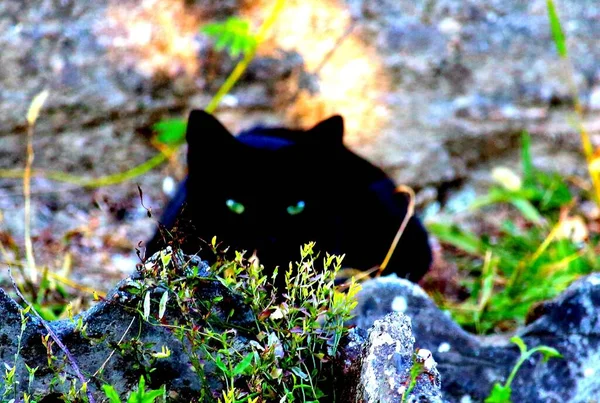 Suggestiv Bild Stor Orörlig Svart Katt Lurar Gräset — Stockfoto