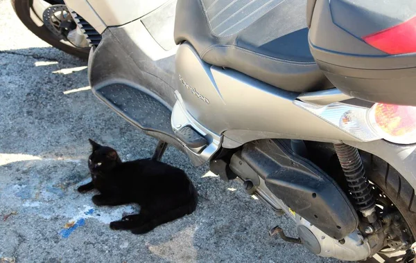 Evocadora Imagen Gato Negro Inmóvil Sombra Scooter Fondo —  Fotos de Stock