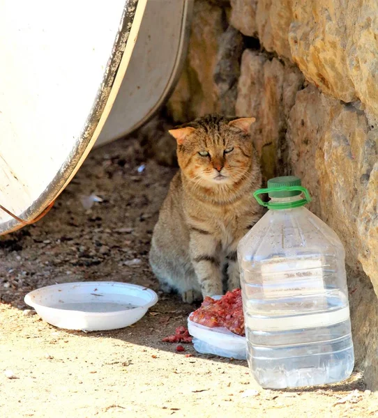 stray tiger cat motionless in the shade of a boat leaning against a wall with food and water in the foreground