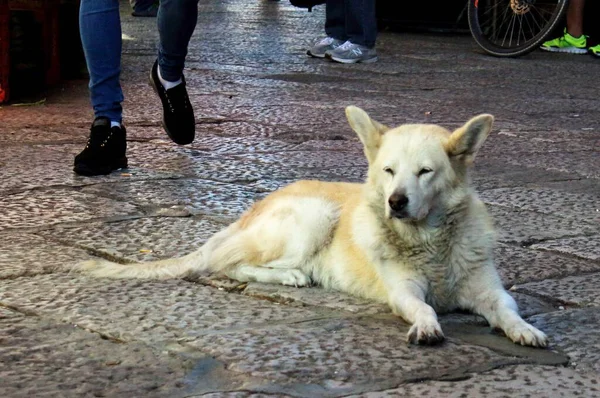 Evocadora Imagen Gran Perro Callejero Blanco Descansando Calle Entre Transeúntes — Foto de Stock