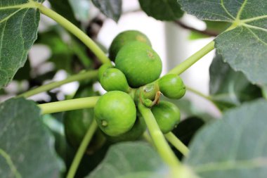 Ağaçtaki yapraklı taze incirlerin canlandırıcı görüntüsü.