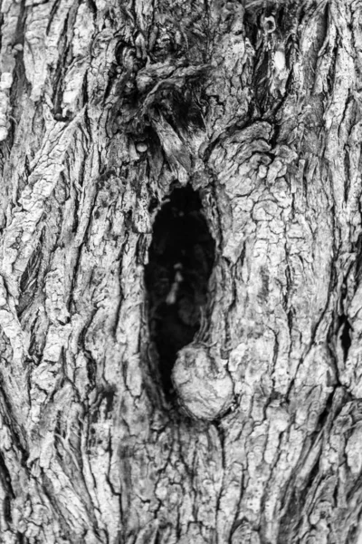 Запоминающееся Изображение Черно Белой Текстуры Коры Дерева — стоковое фото