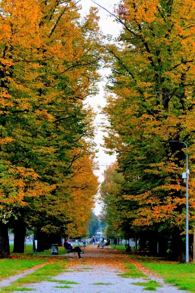 Avenue Bordée Arbres Coucher Soleil Automne Avec Bancs Feuilles Tombées — Photo