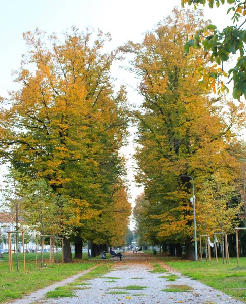 Aleja Wyłożona Drzewem Zachodzie Słońca Jesienią Ławkami Opadłymi Liśćmi — Zdjęcie stockowe