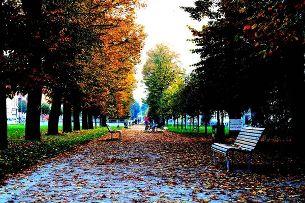 Avenue Bordée Arbres Coucher Soleil Automne Avec Bancs Feuilles Tombées — Photo