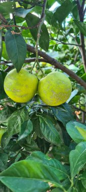 Sicilya 'daki ağaçlarındaki portakalların canlandırıcı yakın plan görüntüsü.