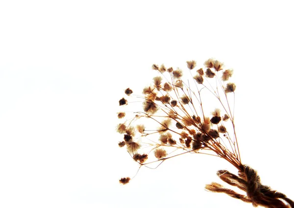 Dried Flower Branch Black Background — Stock Photo, Image