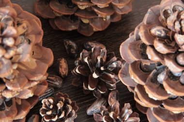 organik, taze ve lezzetli fındıklar