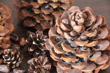 organik, taze ve lezzetli fındıklar