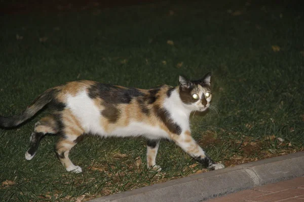 Söt Färgglad Fluffig Katt Trädgården — Stockfoto