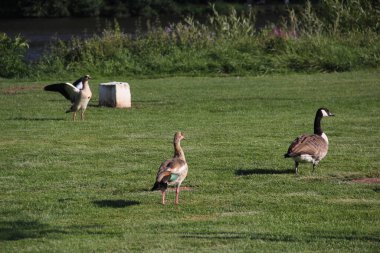 Gölde yüzen sevimli ördekler