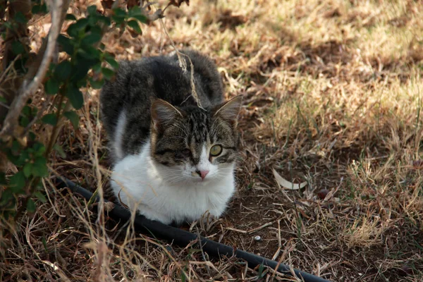 Söt Färgglad Fluffig Katt Trädgården — Stockfoto