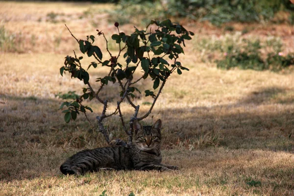 Roztomilý Barevný Nadýchaný Kočka Zahradě — Stock fotografie
