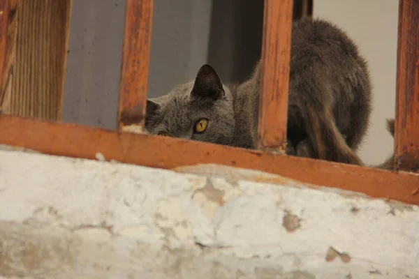 庭のかわいいカラフルなふわふわの猫 — ストック写真