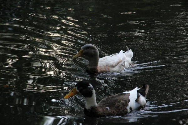 cute ducks swimming in the lake