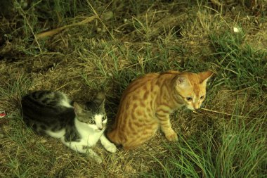 Bahçedeki sevimli renkli tüylü kedi.