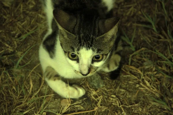 Söt Färgglad Fluffig Katt Trädgården — Stockfoto