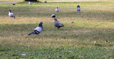Yemek yiyen sevimli kuşlar ve güvercinler.
