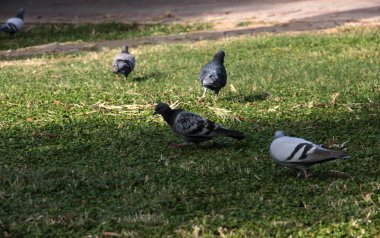 Yemek yiyen sevimli kuşlar ve güvercinler.