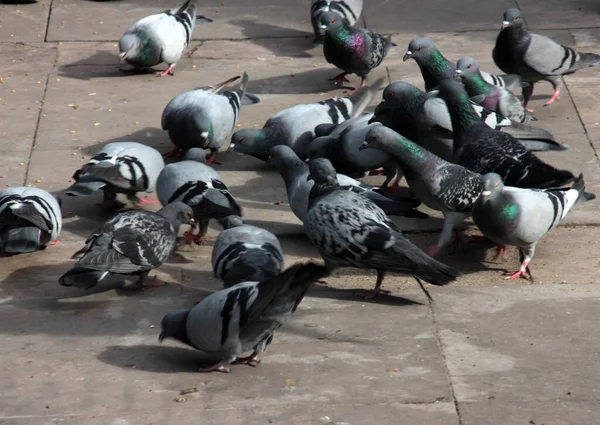 Słodkie Ptaki Gołębie Które Jedzą Żywność — Zdjęcie stockowe