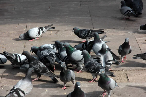 Aves Lindas Palomas Que Comen Comida — Foto de Stock