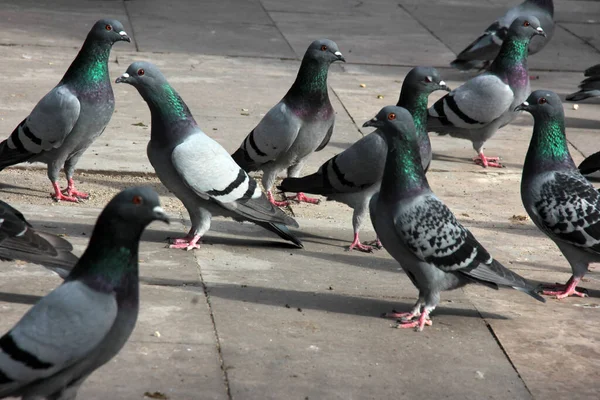 Aves Lindas Palomas Que Comen Comida — Foto de Stock