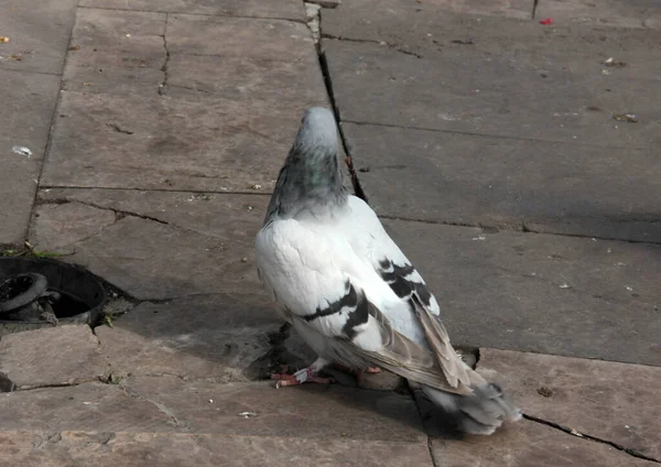 Yemek Yiyen Sevimli Kuşlar Güvercinler — Stok fotoğraf