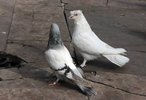 Yemek Yiyen Sevimli Kuşlar Güvercinler — Stok fotoğraf