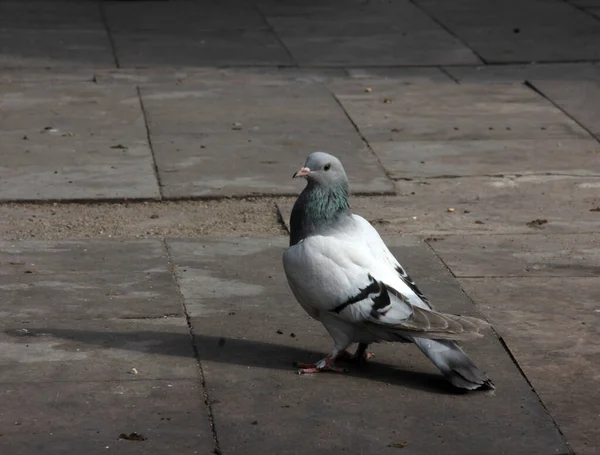 Schattige Vogels Duiven Die Voedsel Eten — Stockfoto