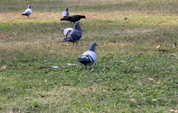 Милые Птицы Голуби Которые Едят Пищу — стоковое фото
