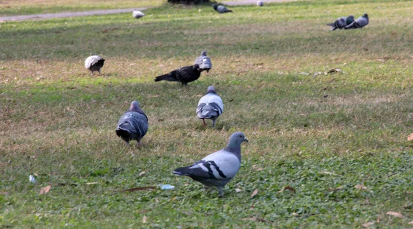 Aves Pombos Bonitos Que Comem Comida — Fotografia de Stock