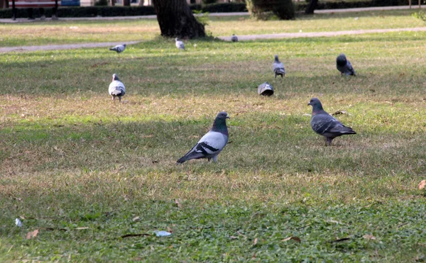 Niedliche Vögel Und Tauben Die Nahrung Fressen — Stockfoto