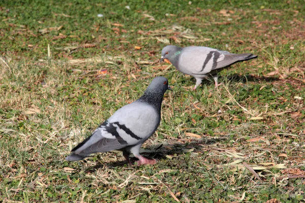 Schattige Vogels Duiven Die Voedsel Eten — Stockfoto