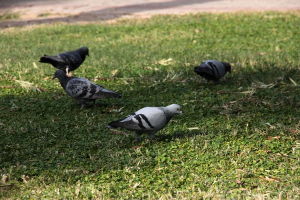 Aves Lindas Palomas Que Comen Comida — Foto de Stock