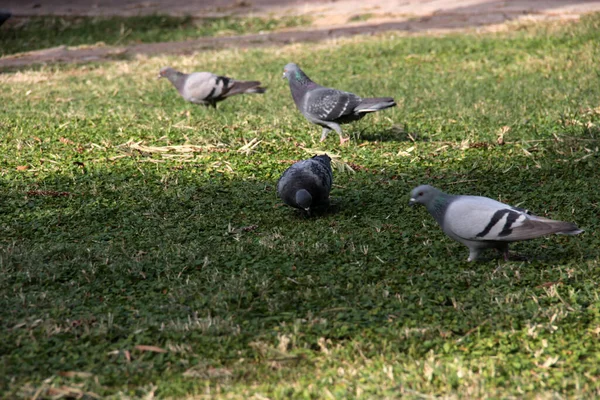 먹이를 귀여운 비둘기 — 스톡 사진