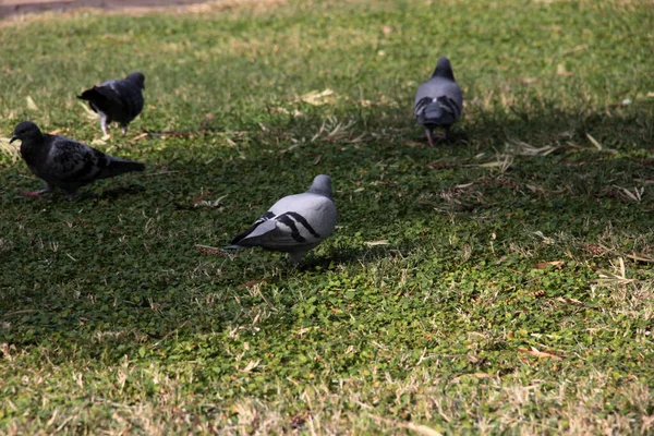 Cute Birds Pigeons Eat Food — Stock Photo, Image