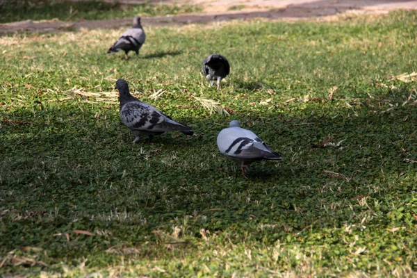 Aves Pombos Bonitos Que Comem Comida — Fotografia de Stock